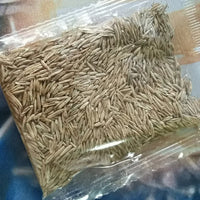 Evergreen Grass Seeds