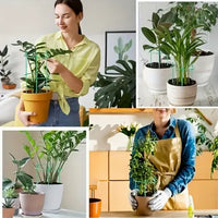 Garden Plant Support Poles