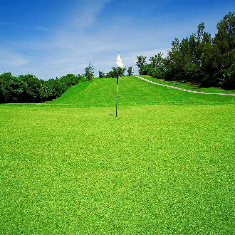 Evergreen Grass Seeds