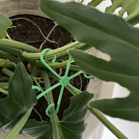 Climbing Houseplant Stem Supports