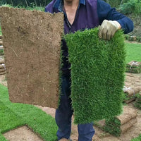 Evergreen Grass Seeds