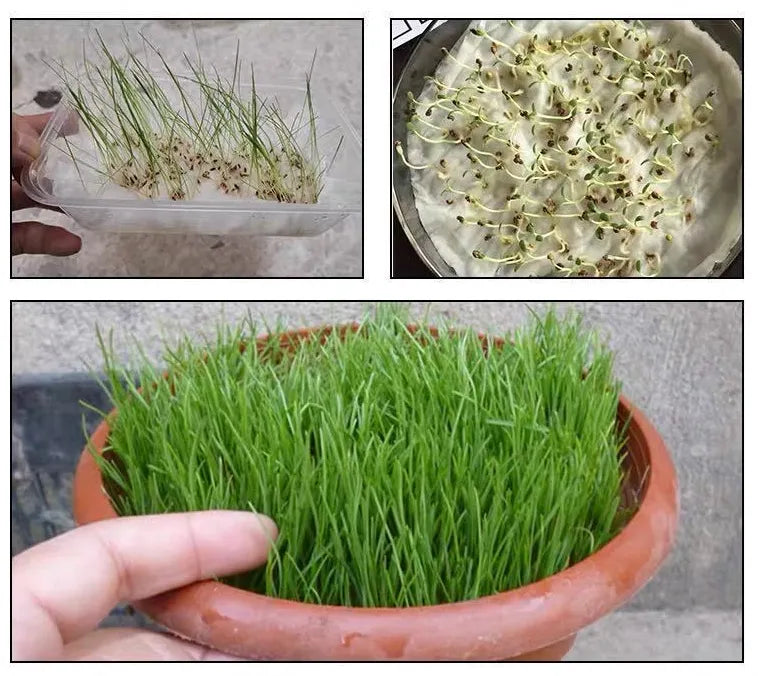 Evergreen Grass Seeds