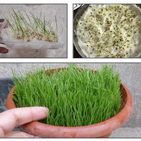 Evergreen Grass Seeds