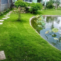 Evergreen Grass Seeds